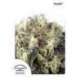 5 UND FEM - SNOWBUD® * DUTCH PASSION 5 UND FEMINIZADAS