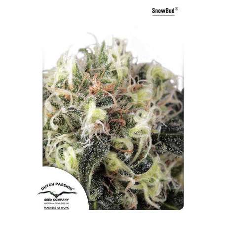 5 UND FEM - SNOWBUD® * DUTCH PASSION 5 UND FEMINIZADAS