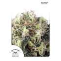 5 UND FEM - SNOWBUD® * DUTCH PASSION 5 UND FEMINIZADAS