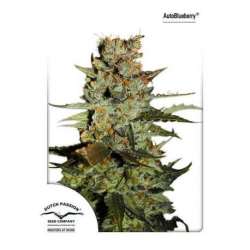 3 UND FEM - AUTO BLUEBERRY (AUTOFLORECIENTE) * DUTCH PASSION 3 UND FEMINIZADAS