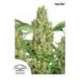 3 UND FEM - POWER PLANT * DUTCH PASSION 3 UND FEMINIZADAS