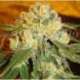 3 UND FEM - MARMALATE (INDICA LINE) * DELICIOUS 3 UND FEMINIZADAS