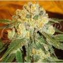 3 UND FEM - MARMALATE (INDICA LINE) * DELICIOUS 3 UND FEMINIZADAS