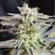 3 UND FEM - SUGAR BLACK ROSE (INDICA LINE) * DELICIOUS 3 UND FEMINIZADAS