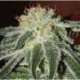 3 UND FEM - BLACK RUSSIAN (INDICA LINE) * DELICIOUS 3 UND FEMINIZADAS