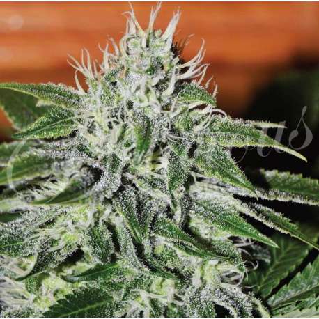 3 UND FEM - CRITICAL JACK HERER (SATIVA LINE) * DELICIOUS 3 UND FEMINIZADAS