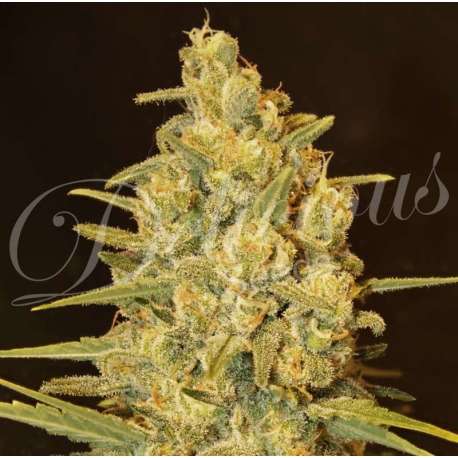 3 UND FEM - CRITICAL SENSI STAR (INDICA LINE) * DELICIOUS 3 UND FEMINIZADAS