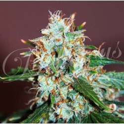 3 UND FEM - CRITICAL NEVILLE HAZE (SATIVA LINE) * DELICIOUS 3 UND FEMINIZADAS