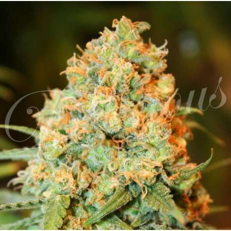 3 UND FEM - CRITICAL SUPER SILVER HAZE (SATIVA LINE) * DELICIOUS 3 UND FEMINIZADAS