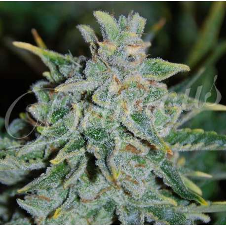3 UND FEM - NORTHERN LIGHT BLUE AUTO (AUTOMATIC LINE) * DELICIOUS 3 UND FEMINIZADAS