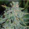 3 UND FEM - NORTHERN LIGHT BLUE AUTO (AUTOMATIC LINE) * DELICIOUS 3 UND FEMINIZADAS