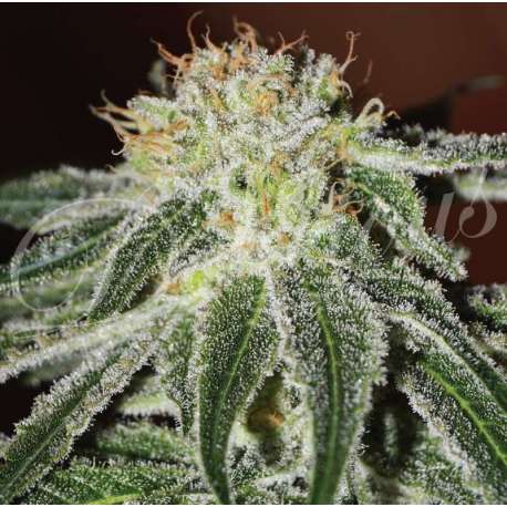 5 UND FEM - BLACK RUSSIAN (INDICA LINE) * DELICIOUS 5 UND FEMINIZADAS