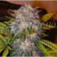 10 UND FEM - CARAMELO (SATIVA LINE) * DELICIOUS 10 UND FEMINIZADAS
