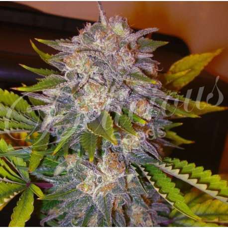 10 UND FEM - CARAMELO (SATIVA LINE) * DELICIOUS 10 UND FEMINIZADAS