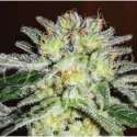 10 UND FEM - NORTHERN LIGHT BLUE (INDICA LINE) * DELICIOUS 10 UND FEMINIZADAS