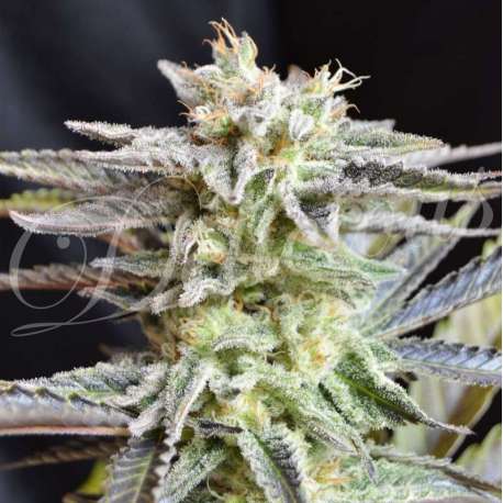 10 UND FEM - SUGAR BLACK ROSE (INDICA LINE) * DELICIOUS 10 UND FEMINIZADAS