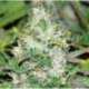 10 UND FEM - FRUITY CHRONIC JUICE (INDICA LINE) * DELICIOUS 10 UND FEMINIZADAS