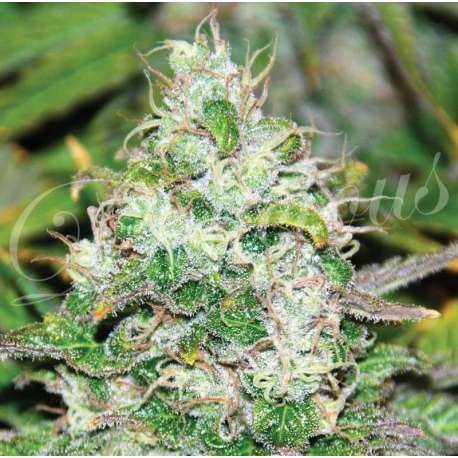 10 UND FEM - FRUITY CHRONIC JUICE (INDICA LINE) * DELICIOUS 10 UND FEMINIZADAS