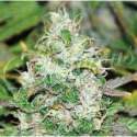 10 UND FEM - FRUITY CHRONIC JUICE (INDICA LINE) * DELICIOUS 10 UND FEMINIZADAS