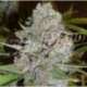 10 UND FEM - LA DIVA (AUTOMATIC LINE) * DELICIOUS 10 UND FEMINIZADAS