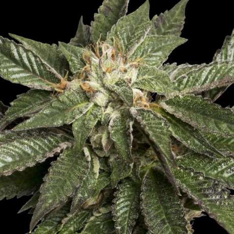 6 UND FEM - LA CONFIDENTIAL * DNA GENETICS 6 UND FEMINIZADAS