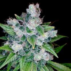 6 UND FEM - KANDY KUSH * DNA GENETICS RESERVA PRIVADA 6 UND