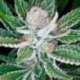 6 UND FEM - SLEESTACK * DNA GENETICS 6 UND FEMINIZADAS