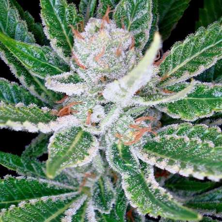 6 UND FEM - SLEESTACK * DNA GENETICS 6 UND FEMINIZADAS