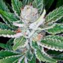 6 UND FEM - SLEESTACK * DNA GENETICS 6 UND FEMINIZADAS