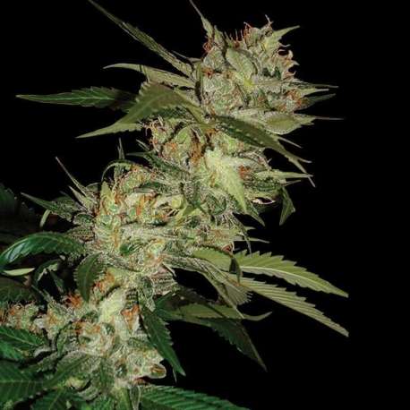 13 UND REG - SLEESTACK X SKUNK * DNA GENETICS 13 UND REGULARES