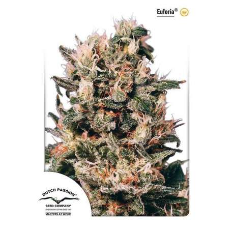 10 UND REG - EUFORIA ® * DUTCH PASSION 10 UND REGULARES