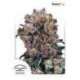 10 UND REG - BLUEBERRY ® * DUTCH PASSION 10 UND REGULARES