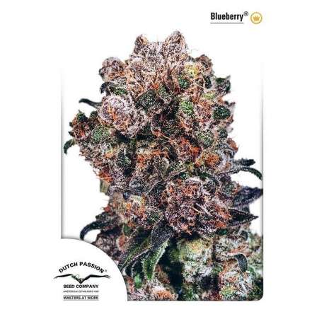 10 UND REG - BLUEBERRY ® * DUTCH PASSION 10 UND REGULARES