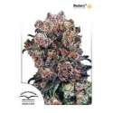 10 UND REG - BLUEBERRY ® * DUTCH PASSION 10 UND REGULARES