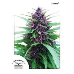 10 UND REG - SHAMAN ® * DUTCH PASSION 10 UND REGULARES