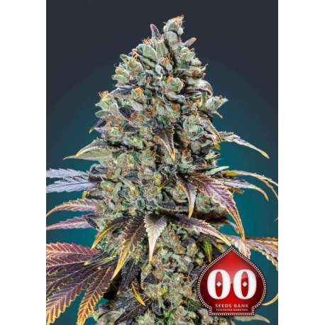 5 UND FEM - CHOCOLATE CREAM * 00SEEDS 5 UND FEMINIZADAS