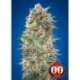 5 UND FEM - CALIFORNIA KUSH * 00SEEDS 5 UND FEMINIZADAS