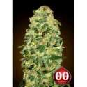 5 UND FEM - CALIFORNIA KUSH AUTO * 00SEEDS 5 UND FEMINIZADAS