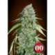 5 UND FEM - CHOCOLATE SKUNK CBD * 00SEEDS 5 UND FEMINIZADAS