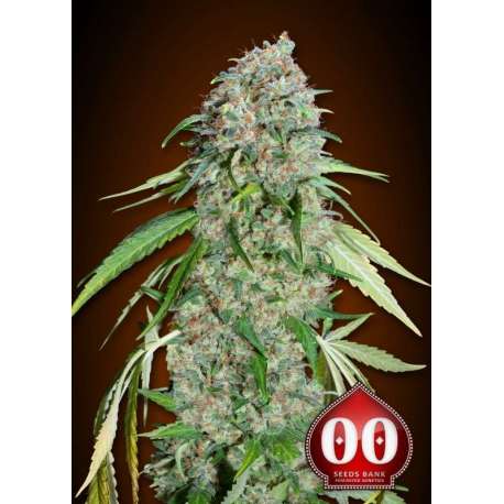 5 UND FEM - CHOCOLATE SKUNK CBD * 00SEEDS 5 UND FEMINIZADAS