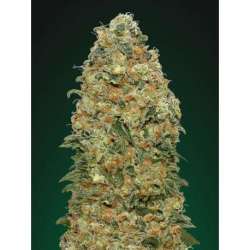 5 UND FEM - WHITE WIDOW * 00SEEDS 5 UND FEMINIZADAS