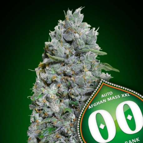 5 UND FEM - AFGHAN MASS XXL AUTO * 00SEEDS 5 UND FEMINIZADAS