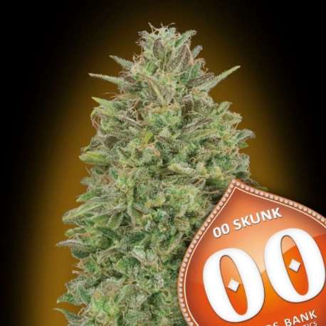 5 UND FEM - 00 SKUNK * 00SEEDS 5 UND FEMINIZADAS