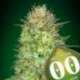 5 UND FEM - SWEET CRITICAL AUTO * 00SEEDS 5 UND FEMINIZADAS