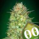 5 UND FEM - SWEET CRITICAL AUTO * 00SEEDS 5 UND FEMINIZADAS