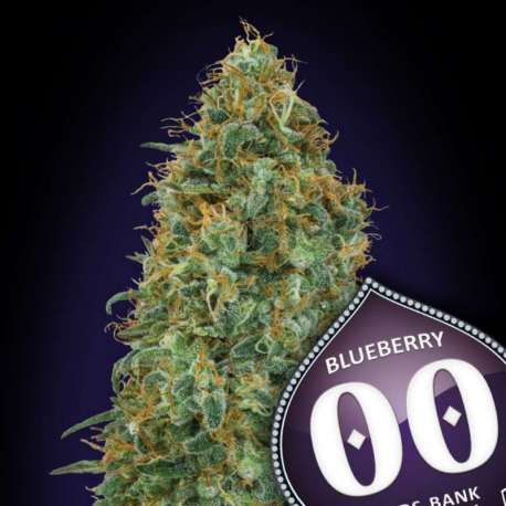 5 UND FEM - BLUEBERRY * 00SEEDS 5 UND FEMINIZADAS