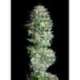 1 UND FEM - ABSOLUTE HERER * ABSOLUTE CANNABIS SEEDS 1 UND FEM