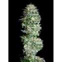 1 UND FEM - ABSOLUTE HERER * ABSOLUTE CANNABIS SEEDS 1 UND FEM