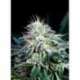 1 UND FEM - RADICAL AUTO * ABSOLUTE CANNABIS SEEDS 1 UND FEM