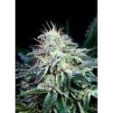 1 UND FEM - RADICAL AUTO * ABSOLUTE CANNABIS SEEDS 1 UND FEM